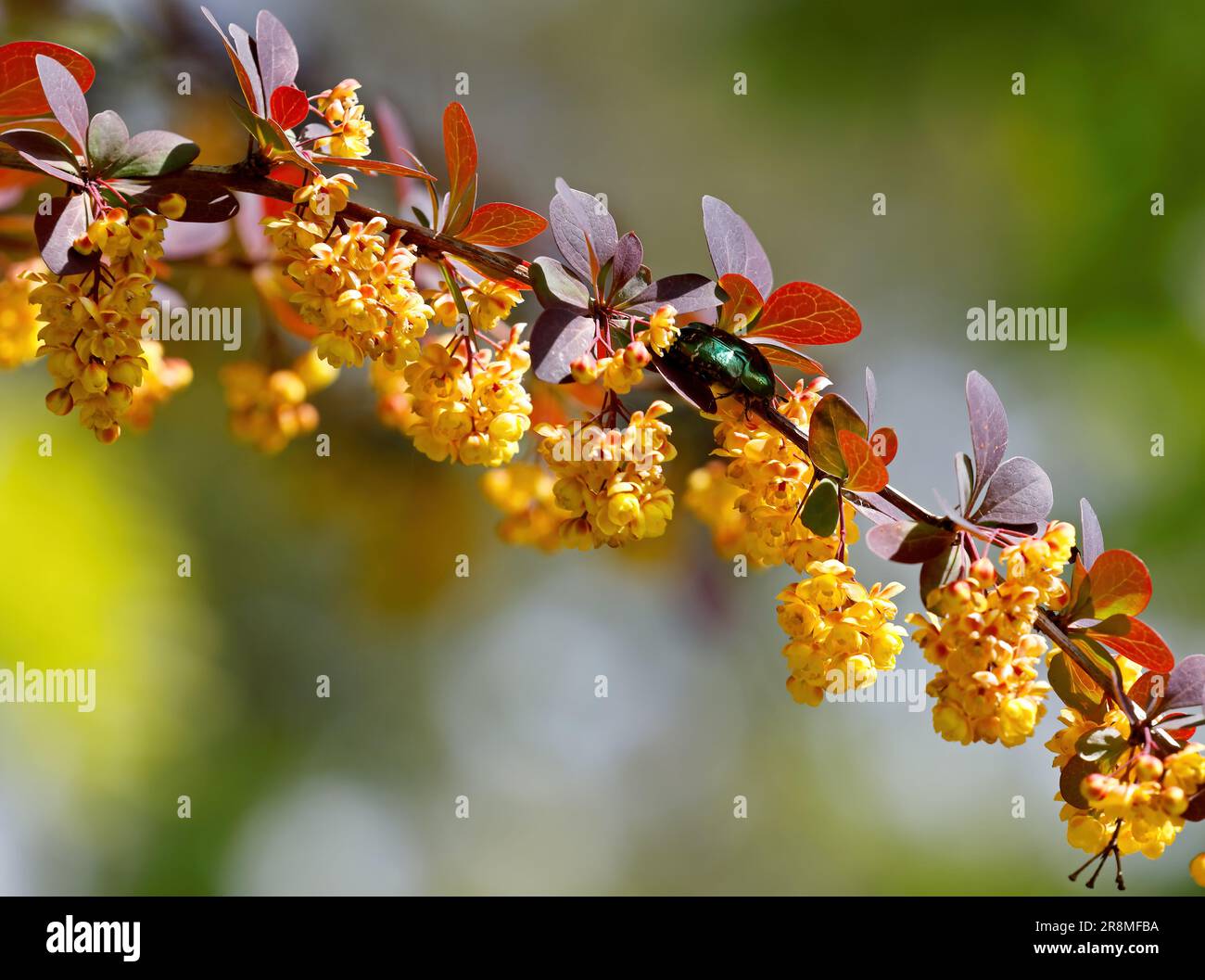 A shiny green beetle searching food on beautiful yellow barberry flowers Stock Photo