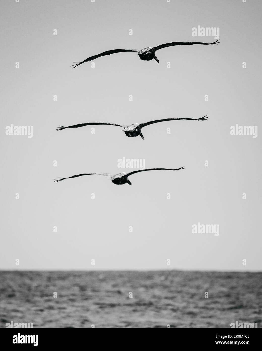 A flock of birds soaring across a sky above the sea in grayscale Stock ...