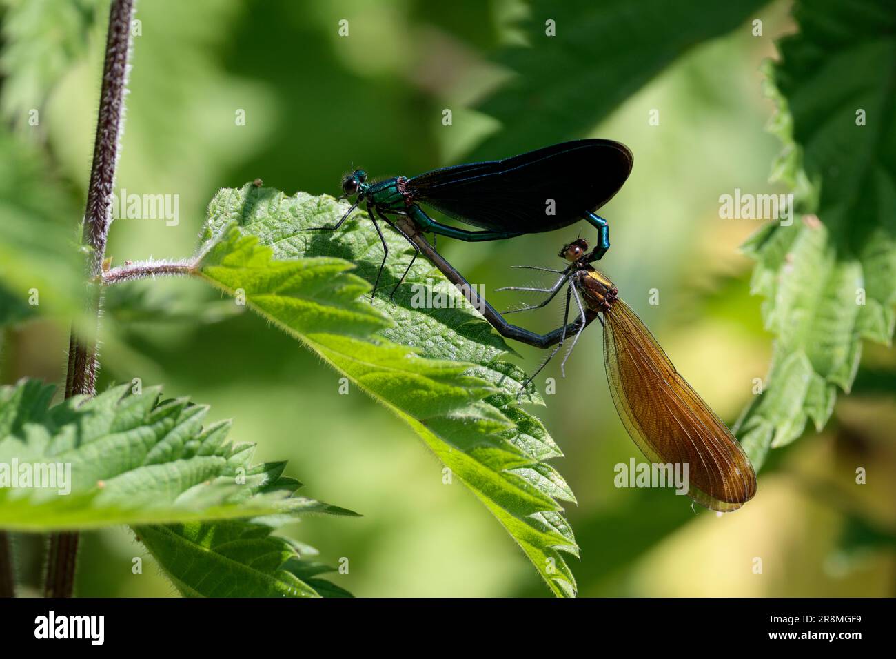 Joined together male and female hi-res stock photography and images - Alamy