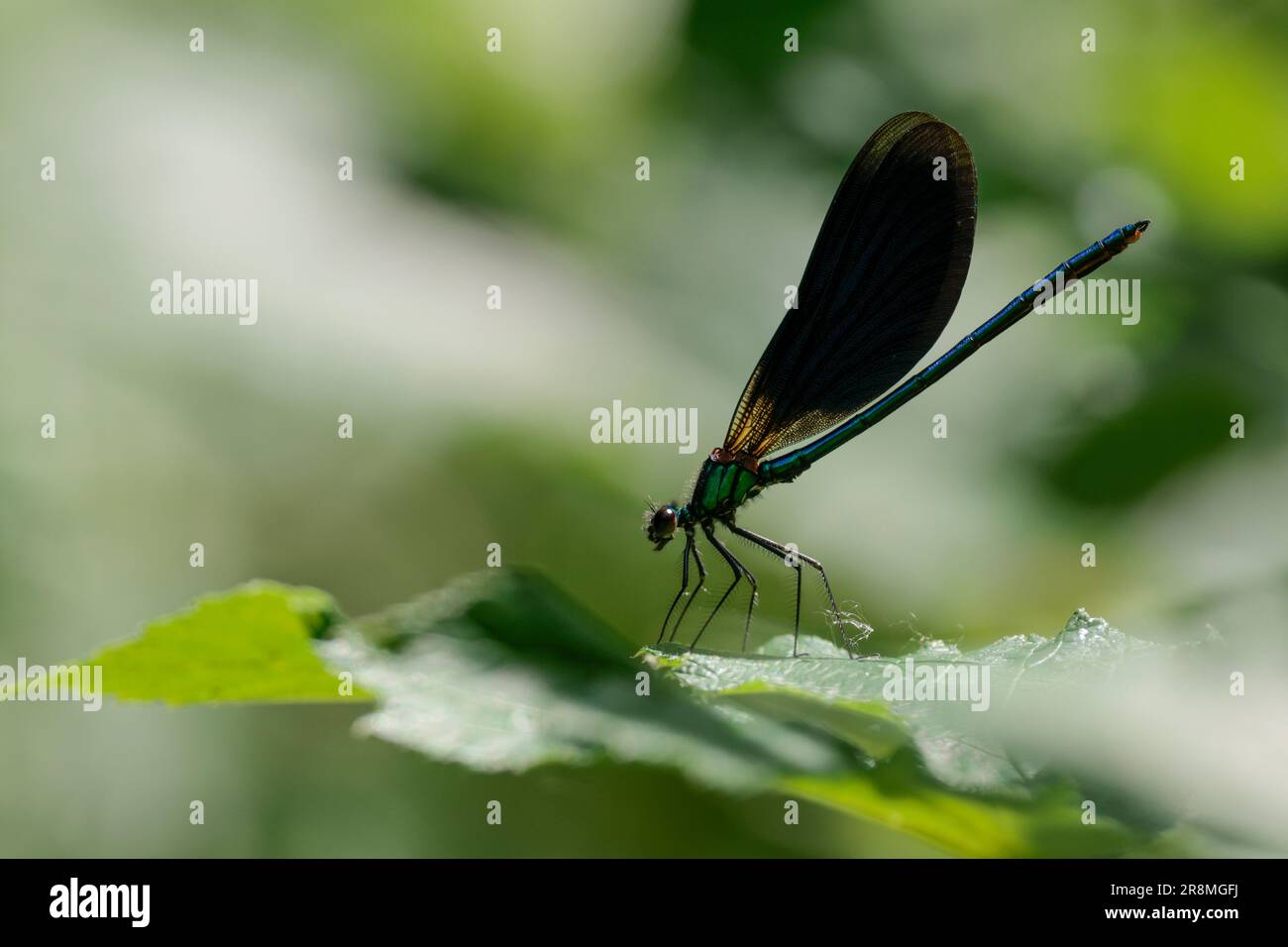 Calopteyx virgo hi-res stock photography and images - Alamy
