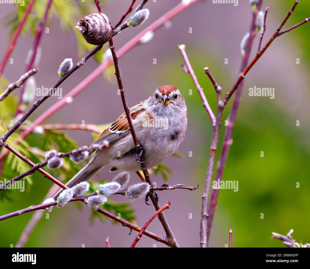 American Tree Sparrow close-up side view perched on a tree bud branch and looking at camera with green  background in its environment and habitat. Stock Photo