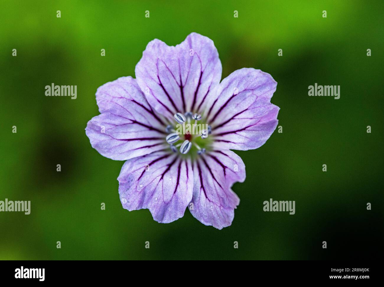 Geranium nodosum flower Stock Photo