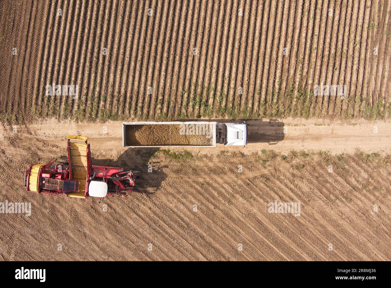 Farming and agriculture. Harvesting potatoes from the field and sorting them on a potato crop machine. Aerial view Stock Photo
