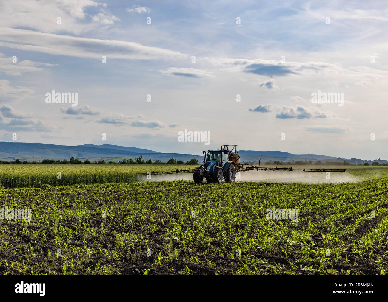 Tractor spraying pesticide and insecticide on corn field Stock Photo