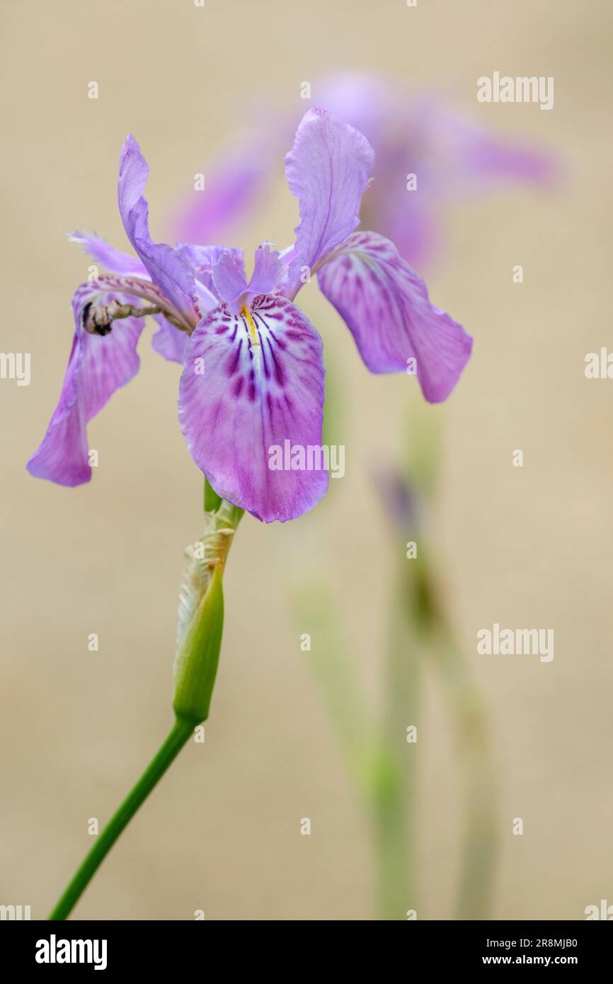 Iris milesii, red flower iris, deciduous perennial, pinkish-purple flowers, wavy edges, mottled falls, orange-yellow crests Stock Photo