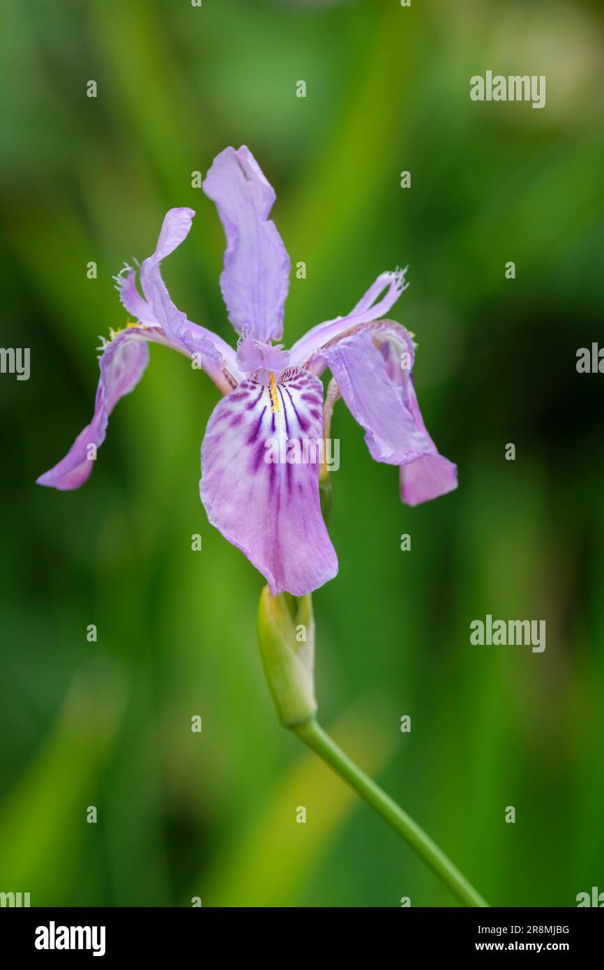 Iris milesii, red flower iris, deciduous perennial, pinkish-purple flowers, wavy edges, mottled falls, orange-yellow crests Stock Photo