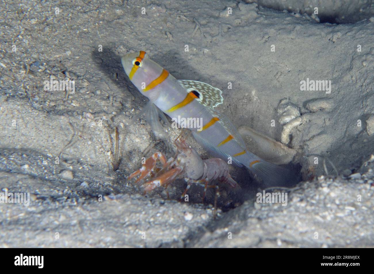 Randall's Shrimpgoby, Amblyeleotris randalli, with extended fin by Alpheid Shrimp, Alpheus sp, by hole in sand, Post dive site, Menjangan Island, Bali Stock Photo