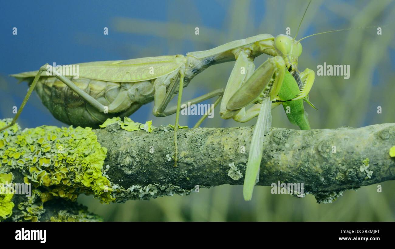 Large female green praying mantis greedily eating green grasshopper sitting on tree branch covered with lichen. Transcaucasian tree mantis (Hierodula Stock Photo