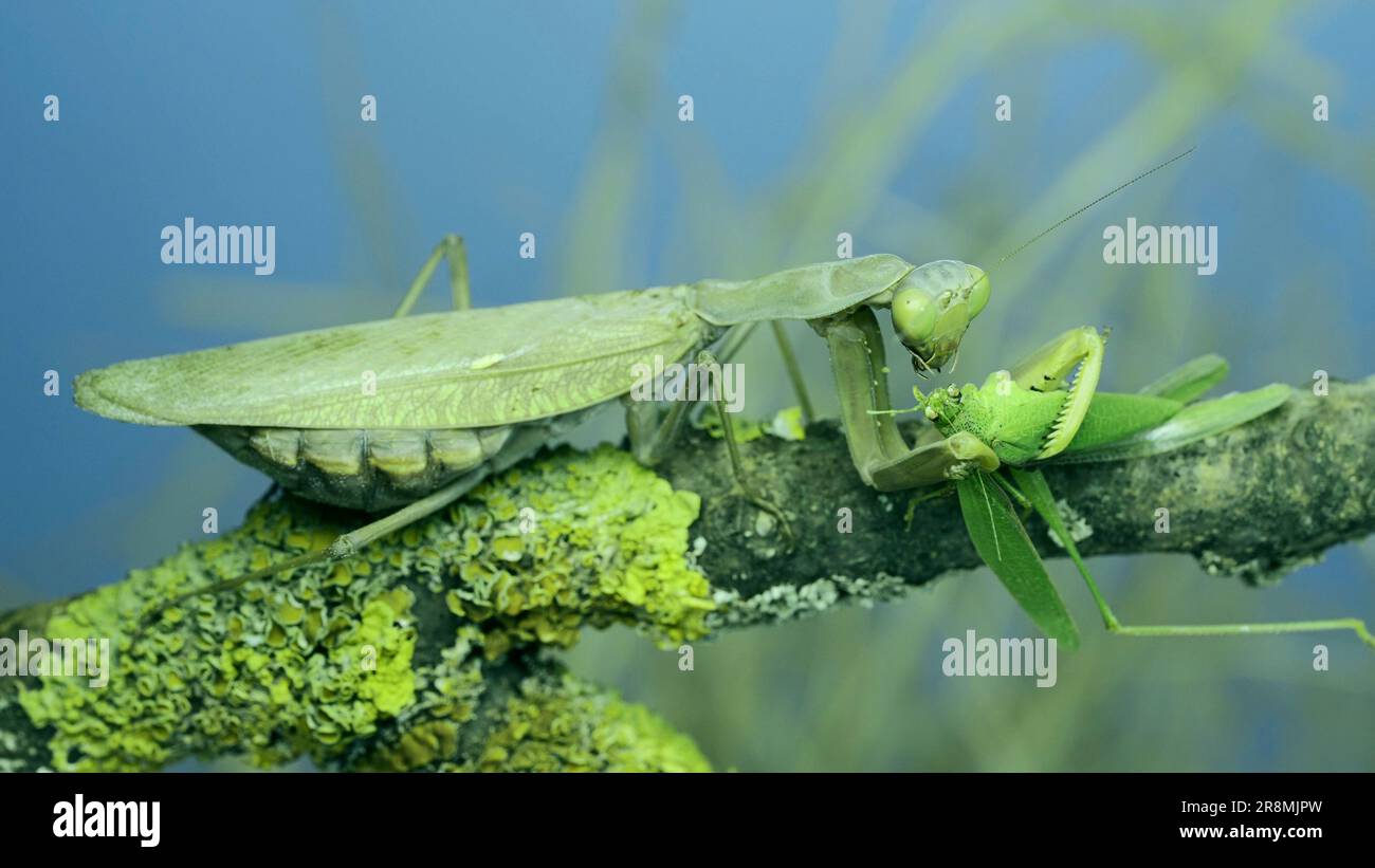 Large female green praying mantis greedily eating green grasshopper sitting on tree branch covered with lichen. Transcaucasian tree mantis (Hierodula Stock Photo
