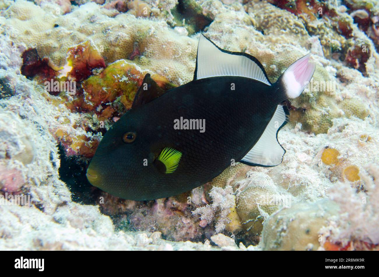 Pinktail Triggerfish, Melichthys vidua, Post dive site, Menjangan Island, Bali, Indonesia Stock Photo