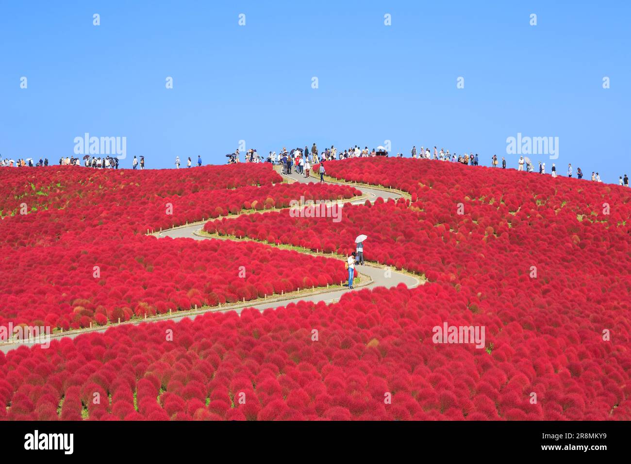 HITACHI SEASIDE PARK HITACHI KAIHIN KOEN visual data 8