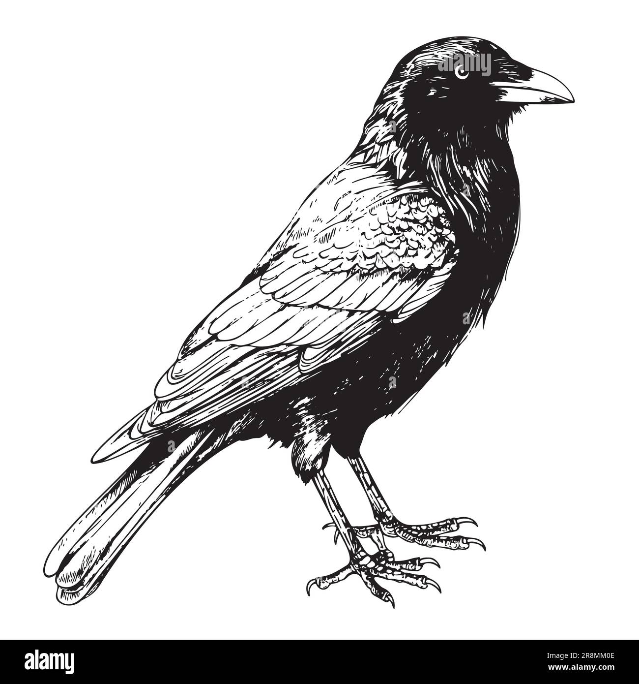 Black crow sketch hand drawn in doodle style illustration Cartoon Stock