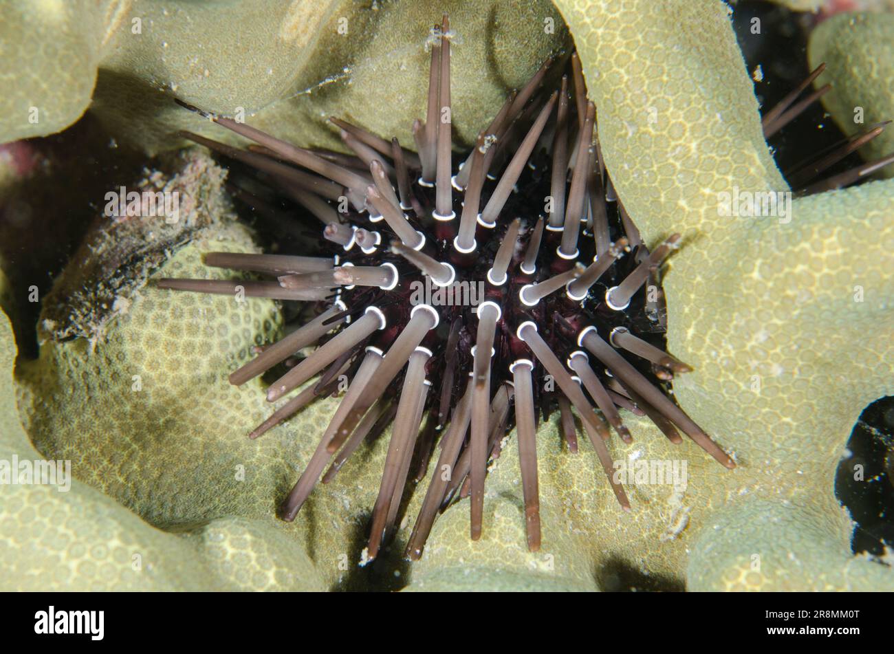 Rock-boring Urchin, Echinometra mathaei, in coral, night dive, Mimpi Channel dive site, near Menjangan Island, Bali, Indonesia Stock Photo