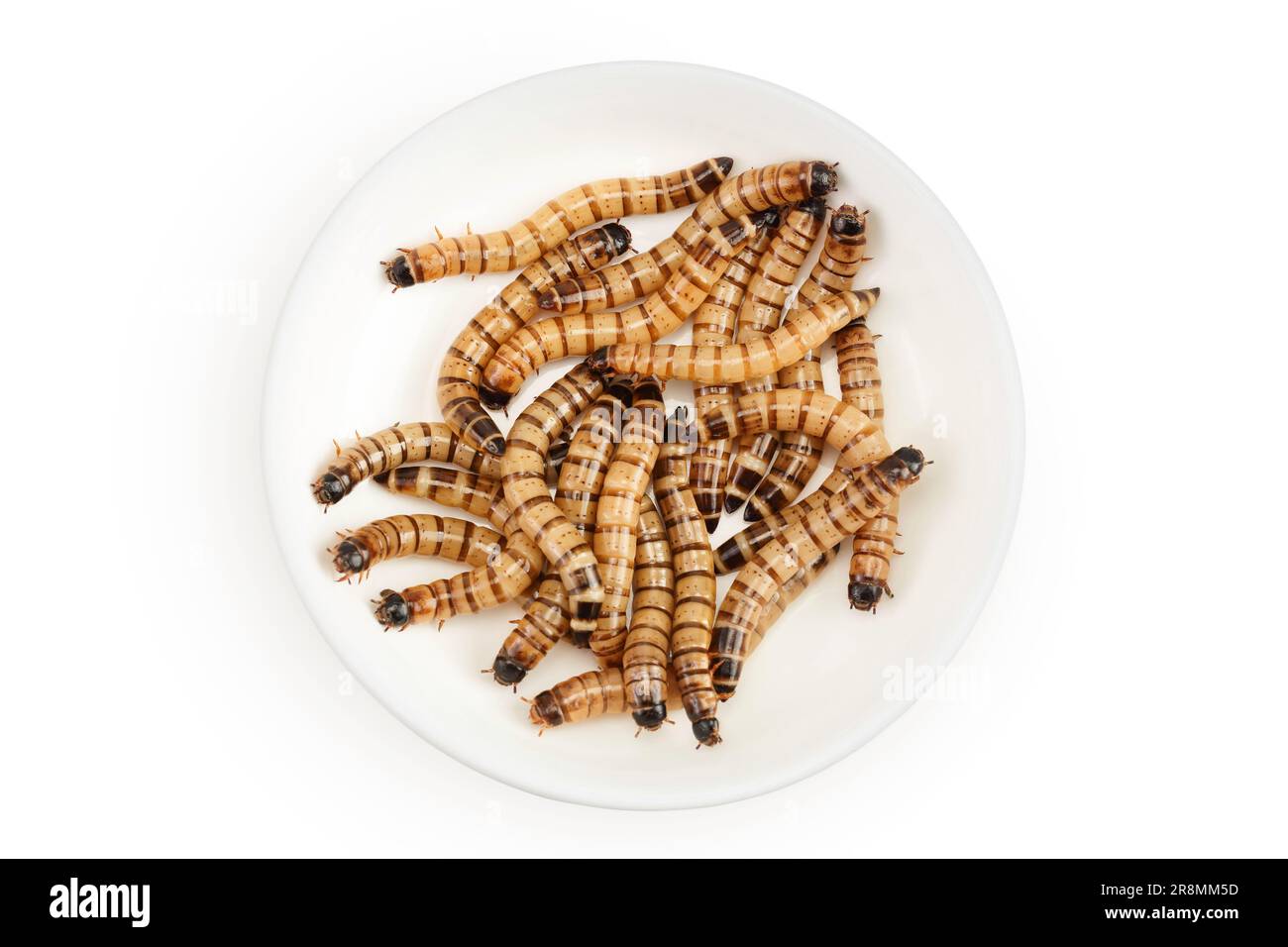 Superworm Superworm larvae hi-res stock photography and images - Alamy