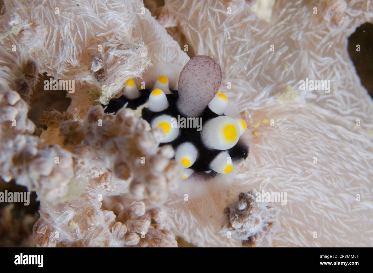 Juvenile Egg Cowrie, Ovula ovum, on coral, Bio Rock dive site, Pemuteran, Bali, Indonesia Stock Photo