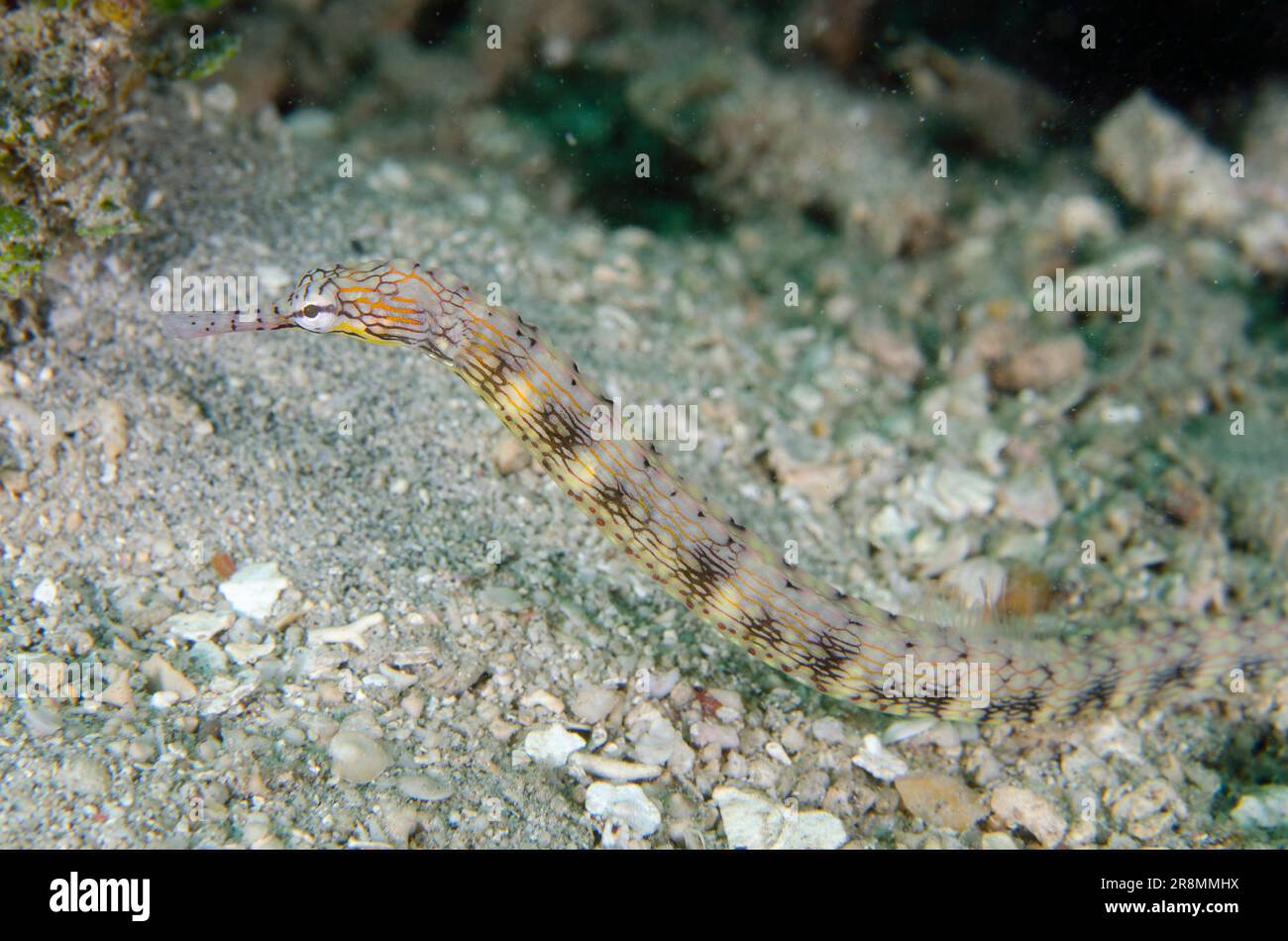 Network Pipefish, Corythoichthys flavofasciatus, Bio Rock dive site, Pemuteran, Bali, Indonesia Stock Photo