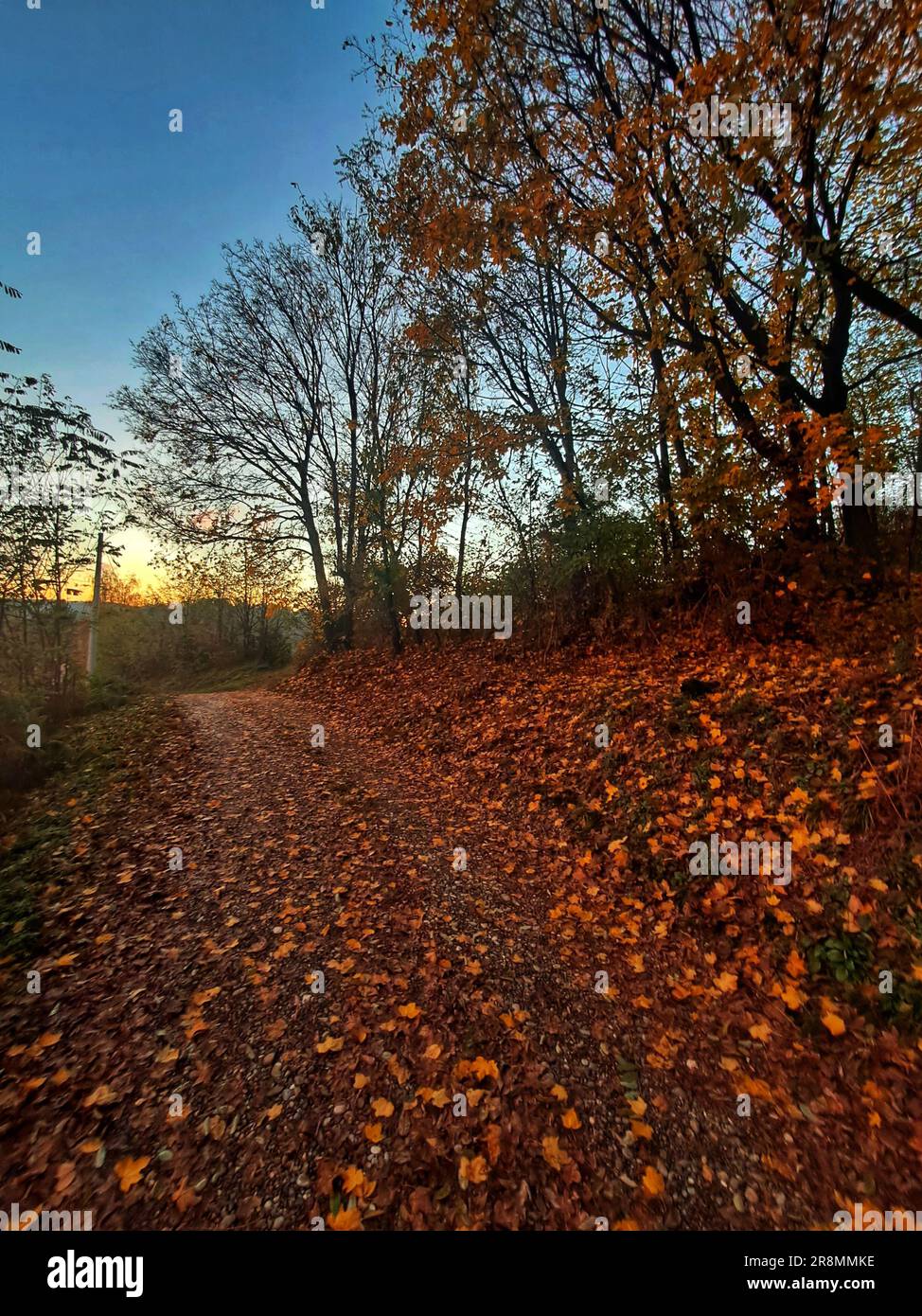 A scenic dirt path winding its way through a tranquil forest Stock ...