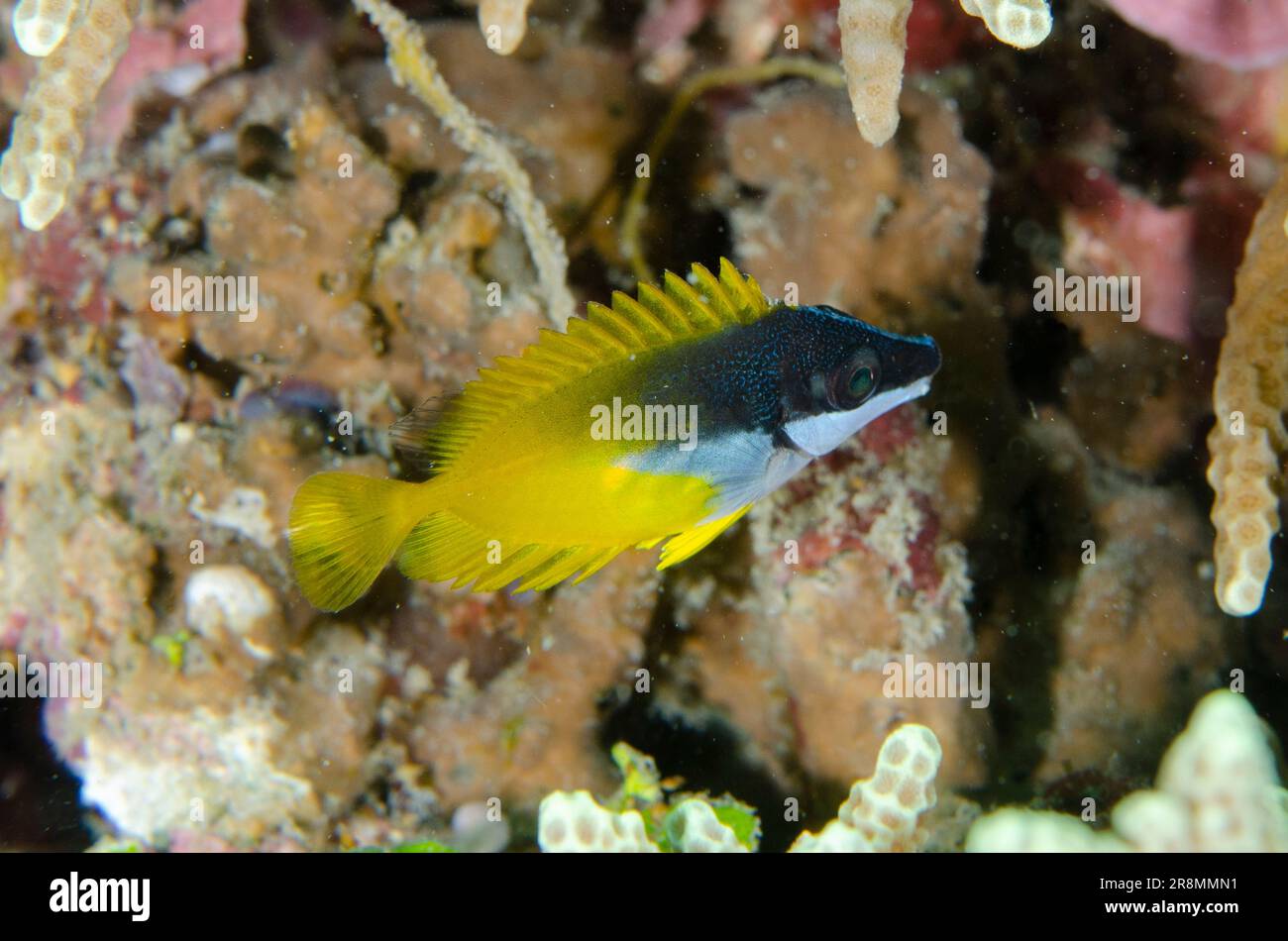 Juvenile Foxface Rabbitfish, Siganus vulpinus, Bio Rock dive site, Pemuteran, Bali, Indonesia Stock Photo