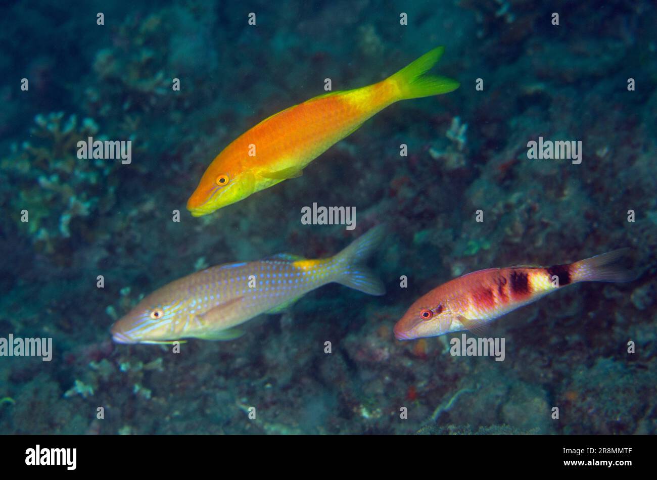 Pair of Goldsaddle Goatfish, Parupeneus cyclostomus, and Manybar Goatfish, Parupeneus multifasciatus, Bio Rock dive site, Pemuteran, Bali, Indonesia Stock Photo