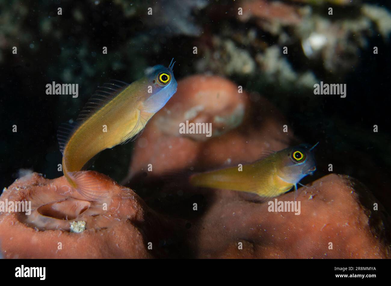Pair of Eye Spot Blennies, Ecsenius ops. Bio Rock dive site, Pemuteran, Bali, Indonesia Stock Photo