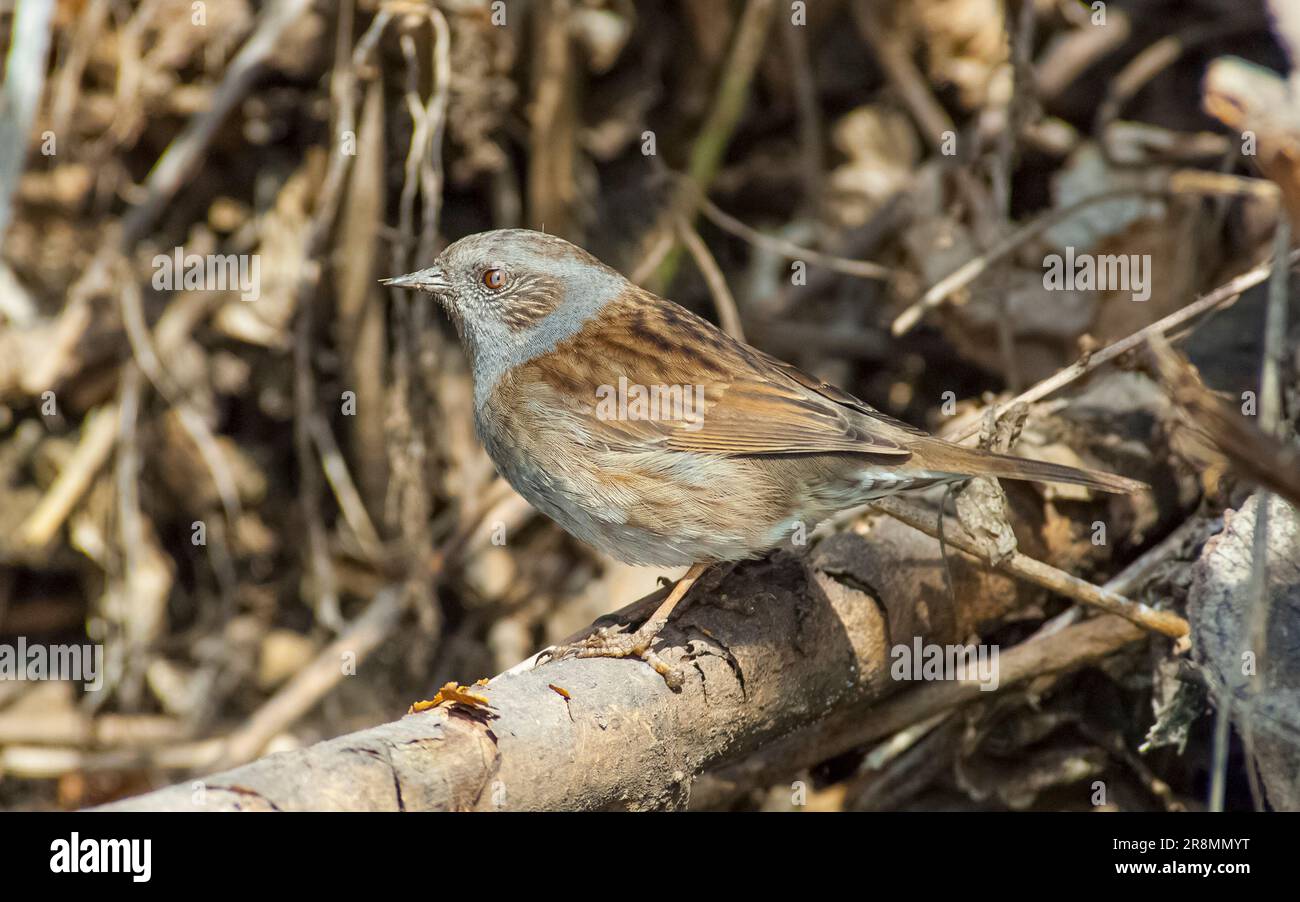 Dunnock (Prunella modularis) is not a migratory bird. It is common in Asia and Europe. During cold winter periods it goes to relatively warmer places, Stock Photo