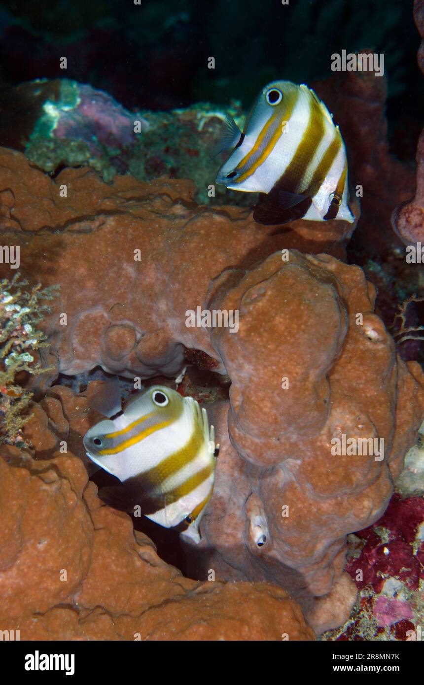 Pair of Two-eyed Coralfish, Coradion melanopus, Anker Wreck dive site, Menjangan Island, Bali, Indonesia Stock Photo