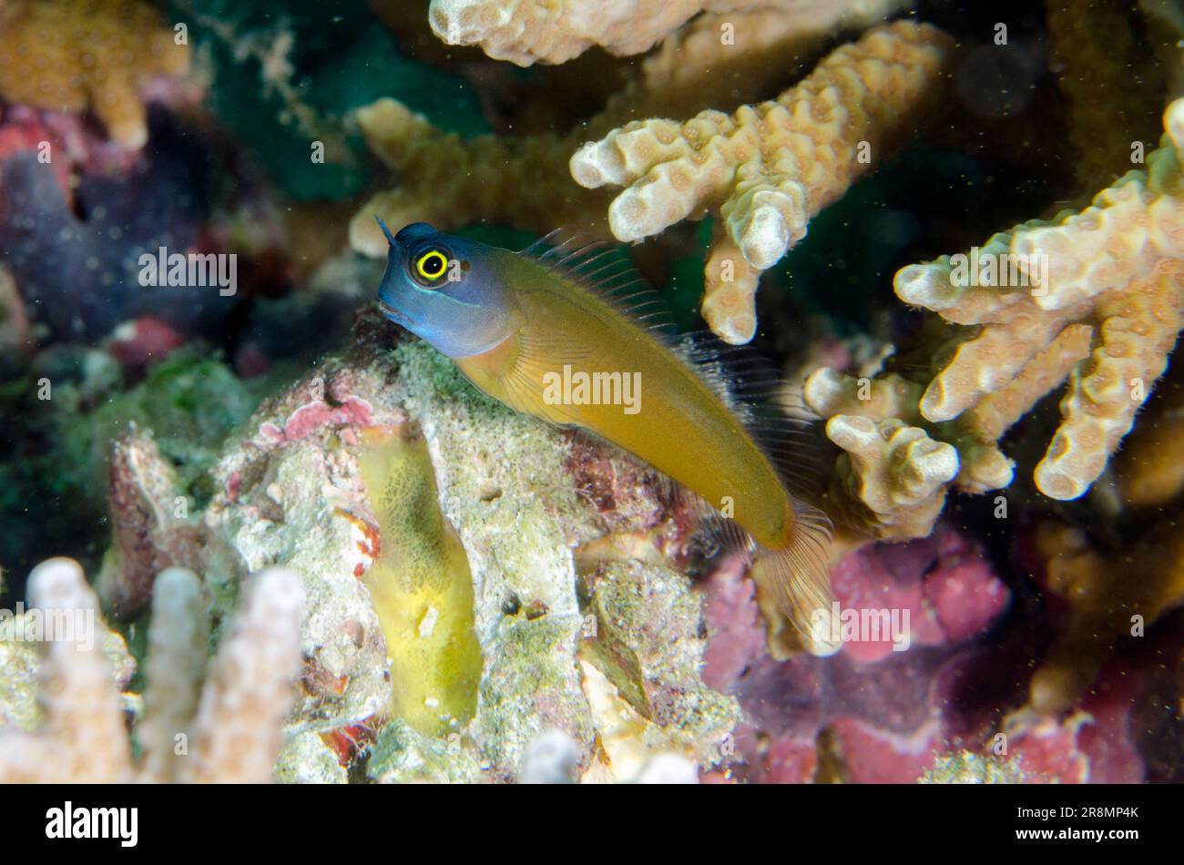 Eye Spot Blennies, Ecsenius ops, Post dive site, Menjangan Island, Bali, Indonesia Stock Photo