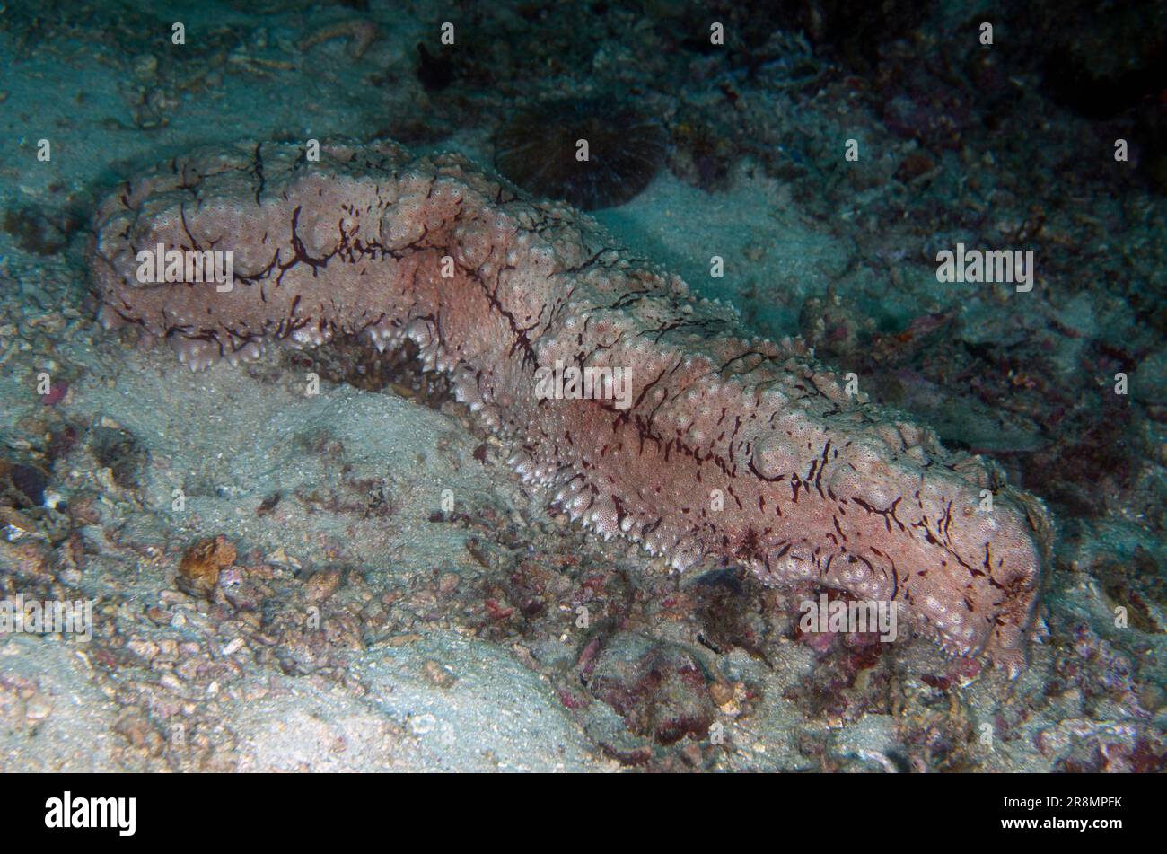 Amberfish Sea Cucumber, Thelenota anax, Post dive site, Menjangan Island, Bali, Indonesia Stock Photo