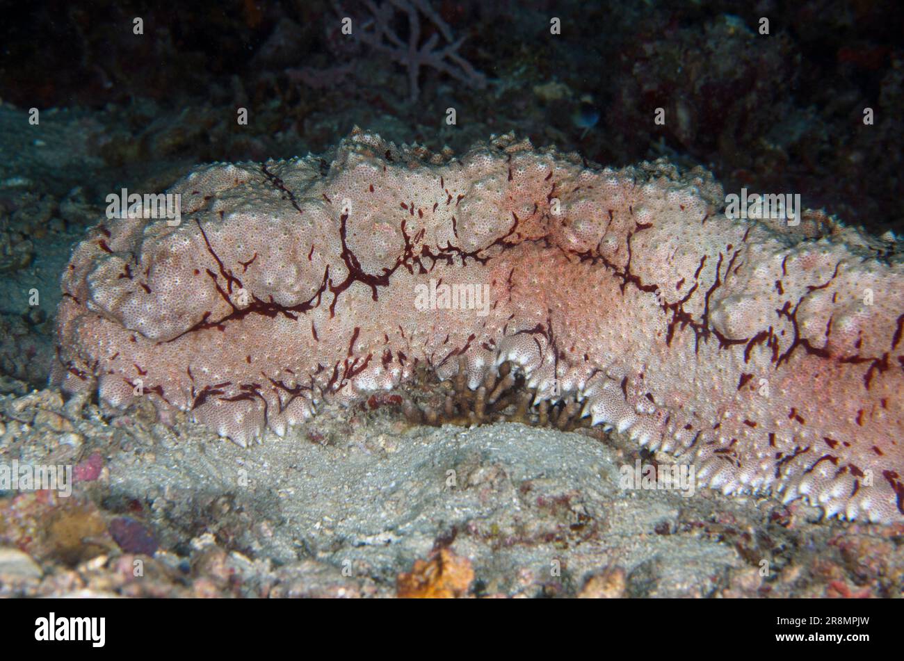 Amberfish Sea Cucumber, Thelenota anax, Post dive site, Menjangan Island, Bali, Indonesia Stock Photo