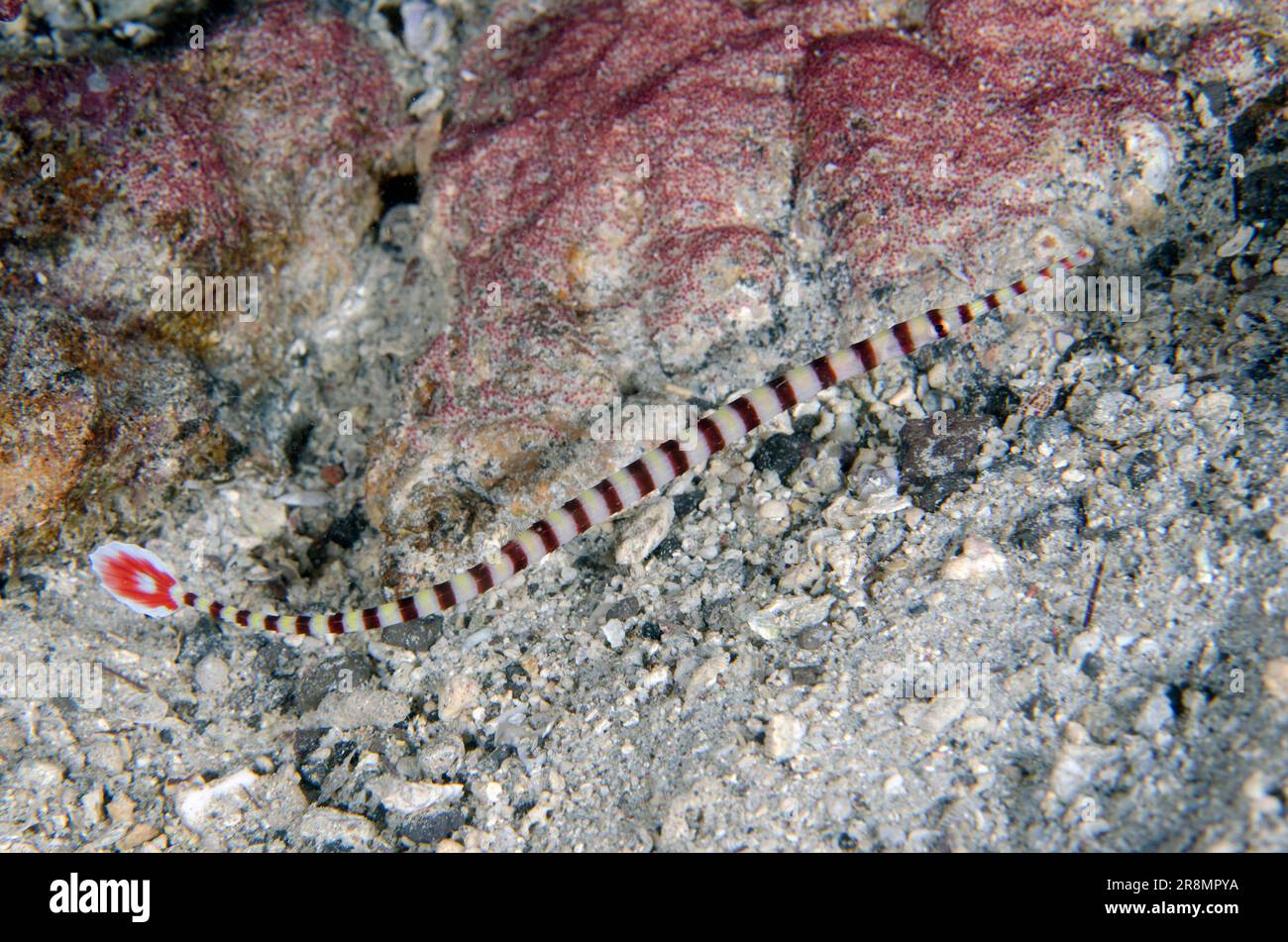 Banded Ringed Pipefish, Dunckerocampus dactyliophorus, Post dive site, Menjangan Island, Bali, Indonesia Stock Photo