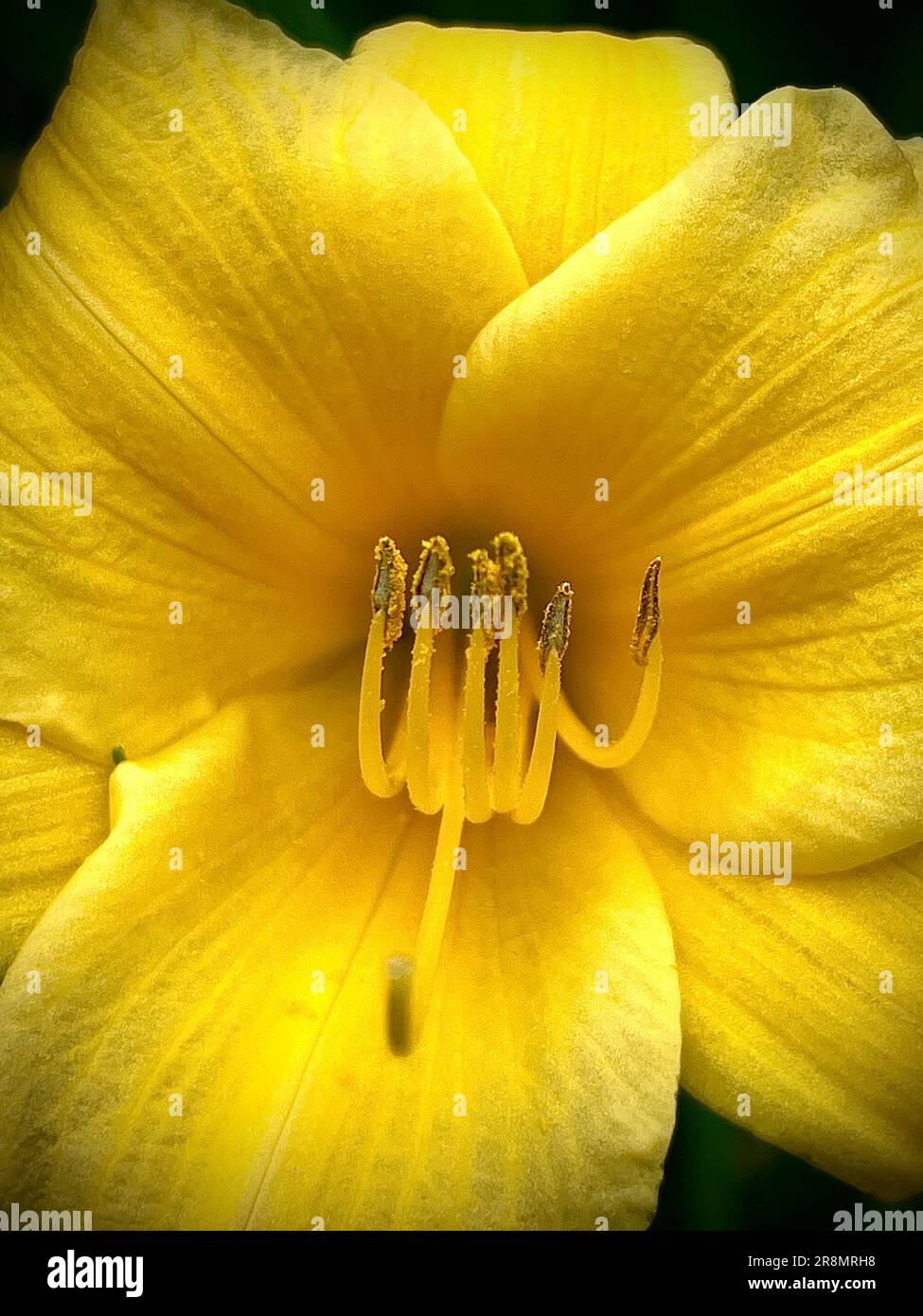 A vertical macro shot of a yellow Stella D'Oro Daylily in bloom Stock Photo