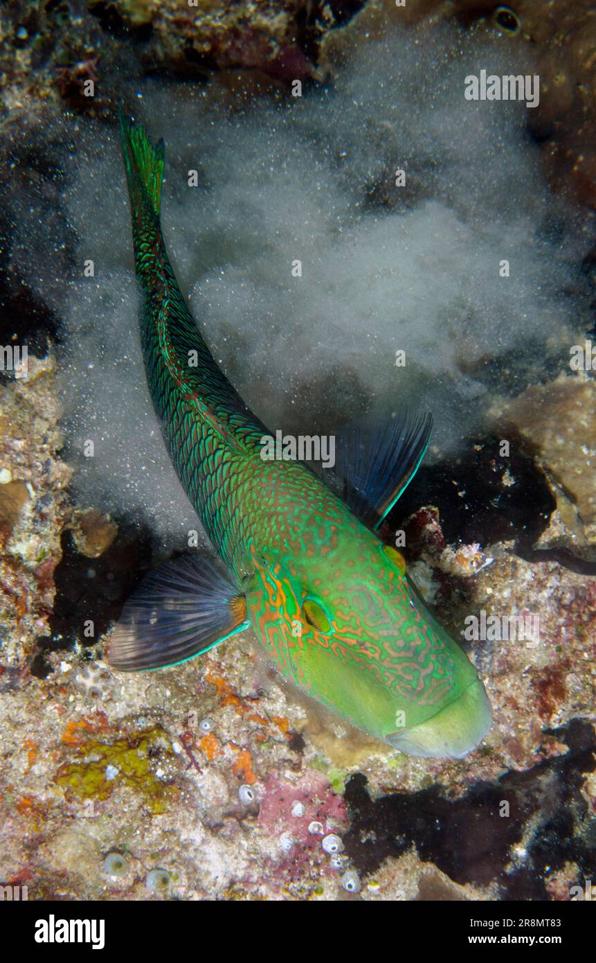 Geographic Wrasse, Anampses geographicus, kicking up dust, Mimpi Channel dive site, near Menjangan Island, Bali, Indonesia Stock Photo