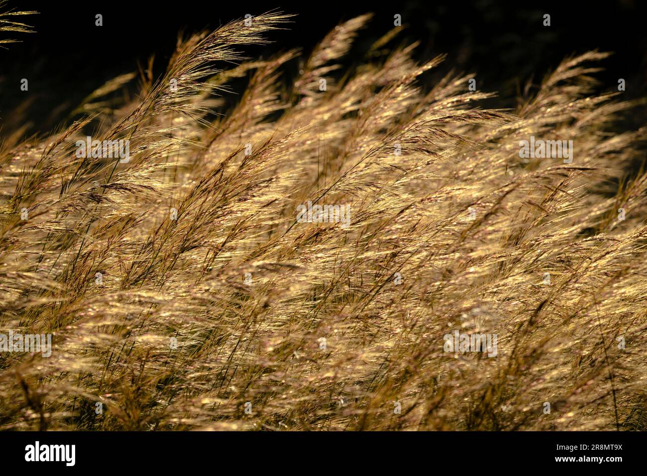 Wind Blowing Reeds Beautiful shot swaying grass hi-res stock photography and images - Alamy