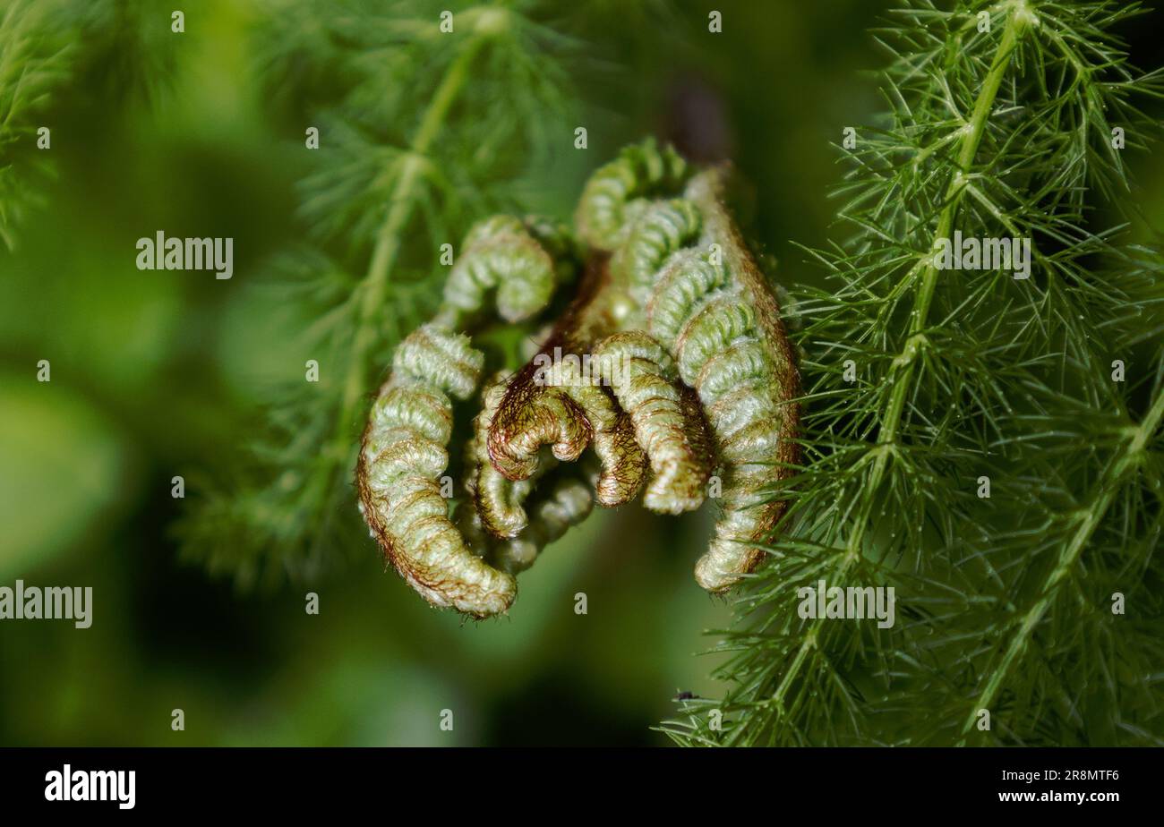 Leaves swaying gently in breeze hi-res stock photography and images - Alamy