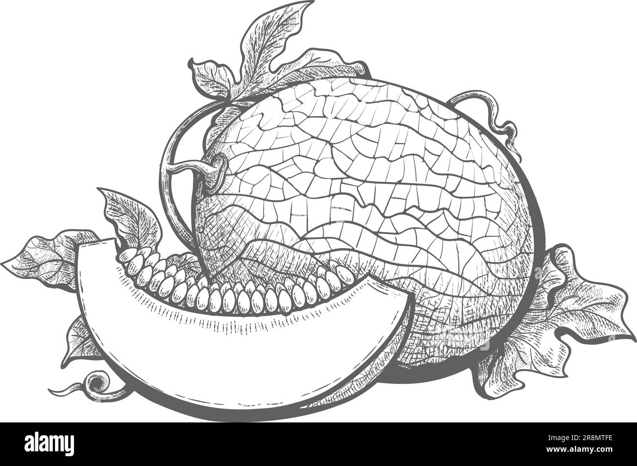 Cantaloupe melon engraving Stock Vector Image & Art Alamy
