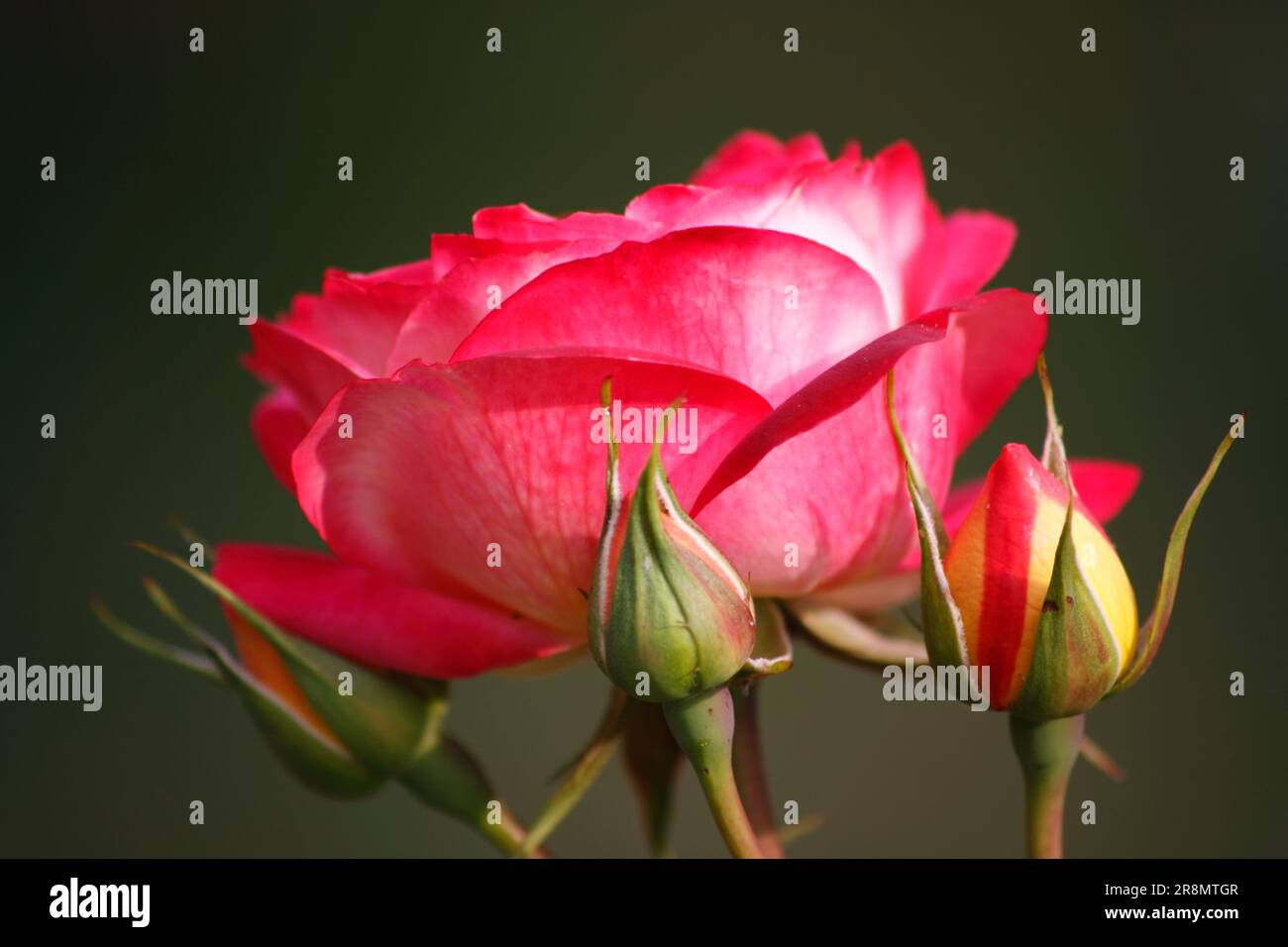 Red Roses (Rosa) in an English Garden Hook Norton Oxfordshire England ...