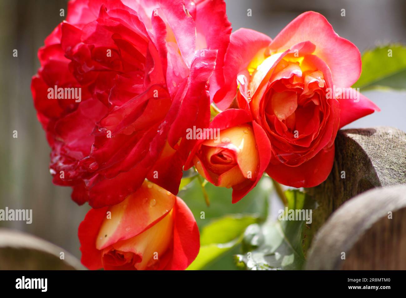 Red Roses (Rosa) in an English Garden Hook Norton Oxfordshire England ...