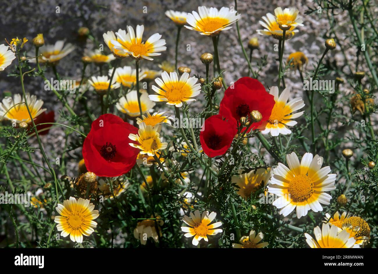 Crowned usherflower Crowned usherflower (Glebionis coronaria) (Syn.: Chrysanthemum coronarium) var discolor, Garland chrysanthemum Stock Photo