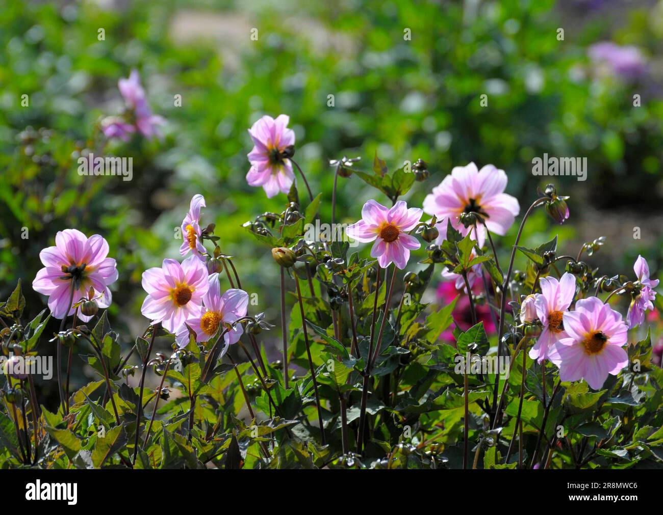 Flowering garden dahlias in hi-res stock photography and images - Alamy