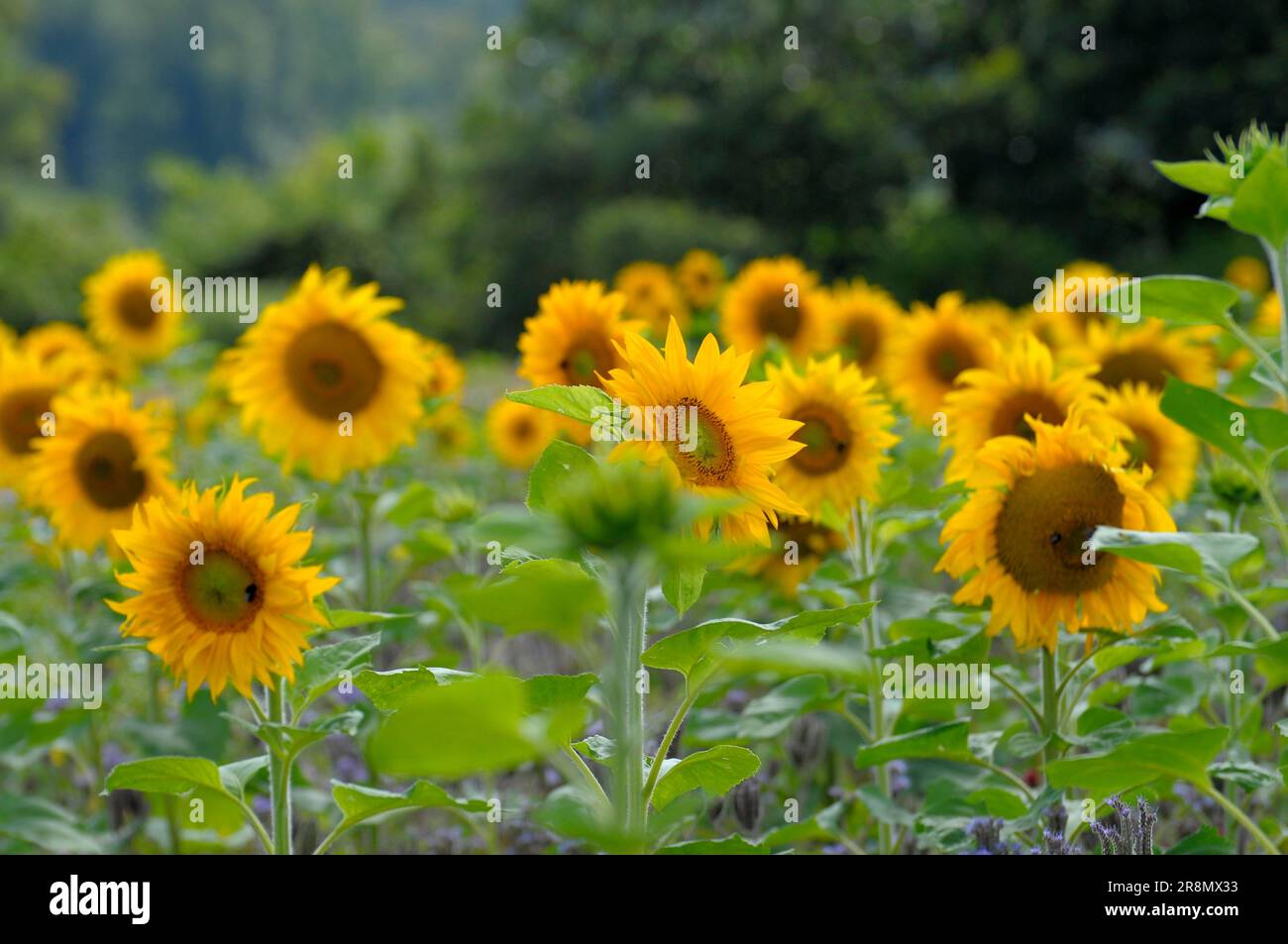 Sunflower (Helianthus annuus) field, sunflower Stock Photo - Alamy
