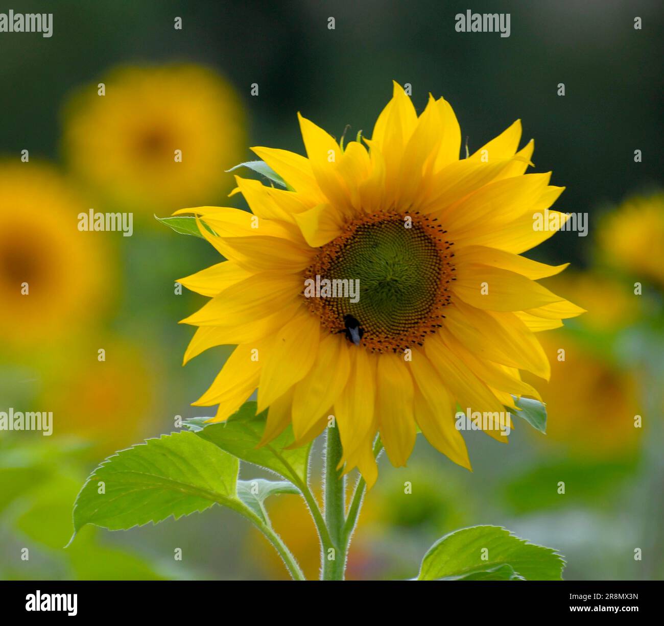 Sunflower (Helianthus annuus) in the field, sunflower field, sunflower ...