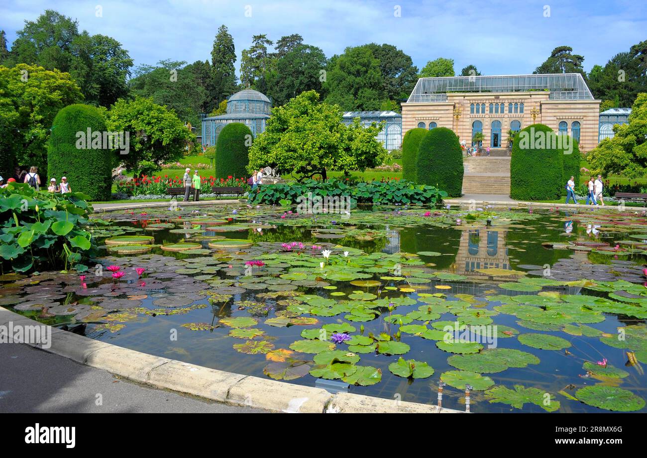 Stuttgart, Wilhelma zoological botanical gardens, water lily pond