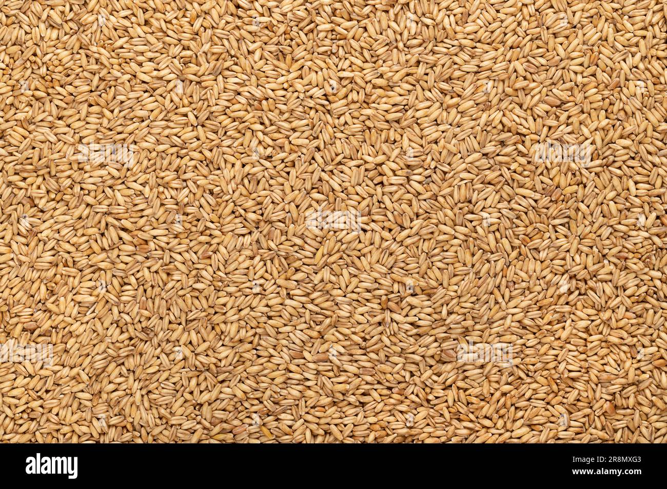 Hulled oats, dried and husked common oat grains, from above. Avena ...