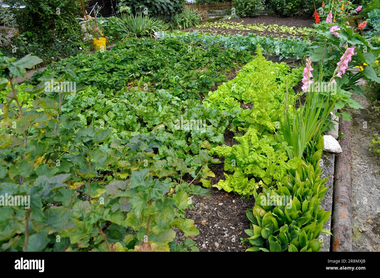 Farm garden, salad and vegetable garden Stock Photo