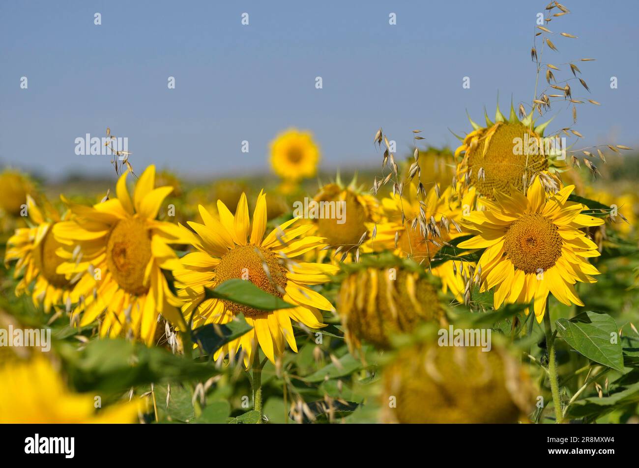 Sunflowers in the oat field Stock Photo
