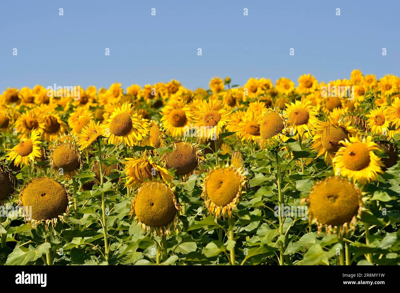 Field of sunflowers, with blue sky Stock Photo - Alamy