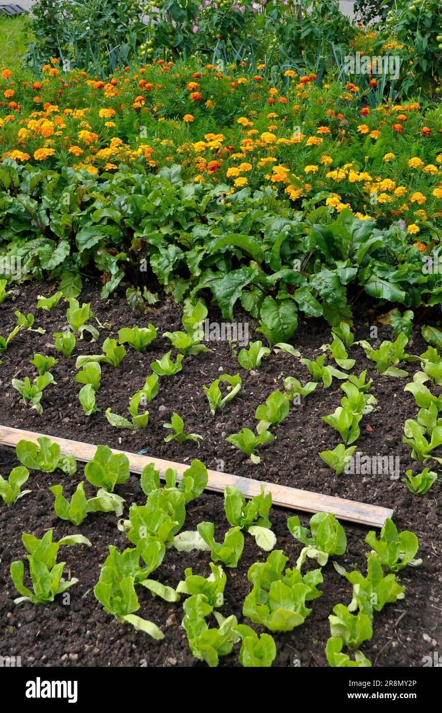 Farm garden, salad and vegetable garden Stock Photo