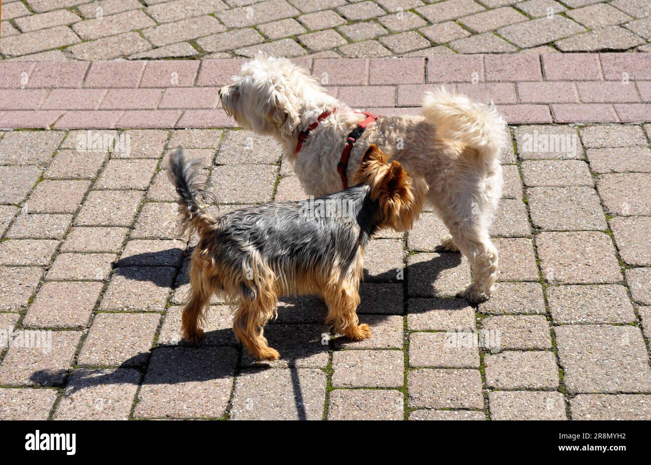 Two dogs sniffing each other Stock Photo Alamy