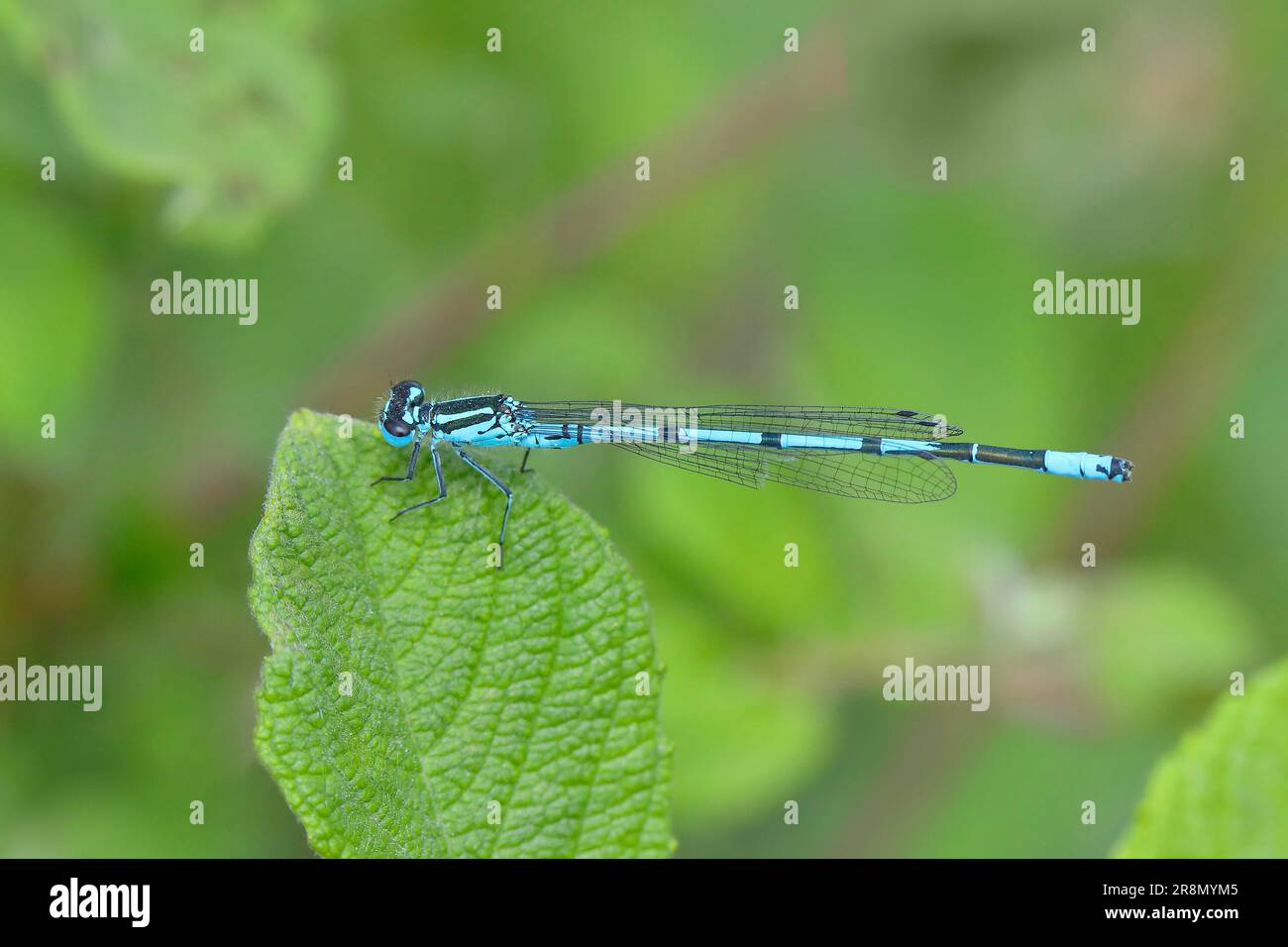 Azure damselfly (Coenagrion puella), male, sitting on the leaf of a ...