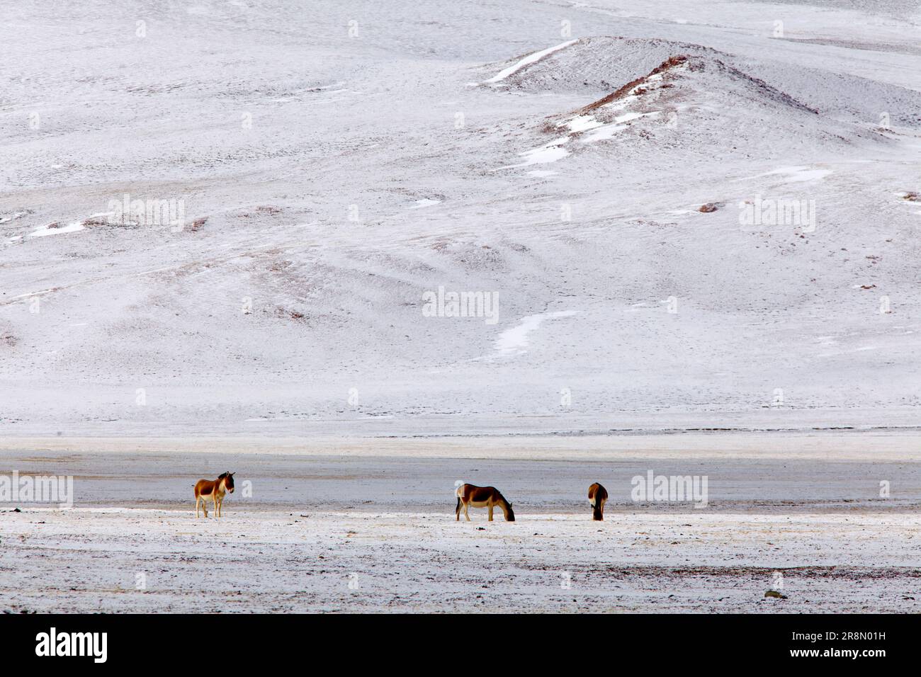 Wild horses grazing on a vast snow-covered plain with rolling hills in the background, highlighting the resilience of wildlife in harsh winter conditi Stock Photo